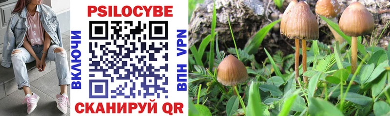 Галлюциногенные грибы Psilocybine cubensis  закладка  Железногорск-Илимский 
